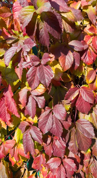 Çok Güzel Rengarenk Sonbahar Yaprakları Vahşi Şarabın Farklı Tonları Güneşli — Stok fotoğraf