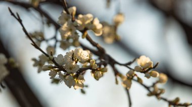Bahar kiraz çiçekleri, beyaz çiçekler, sığ alan derinliği, yakın plan, akşam ışığı.