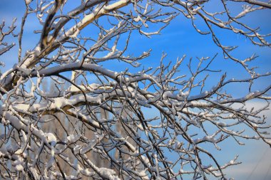 Kardaki ağaçların dalları sığ bir alan derinliğine sahip mavi gökyüzüne karşı