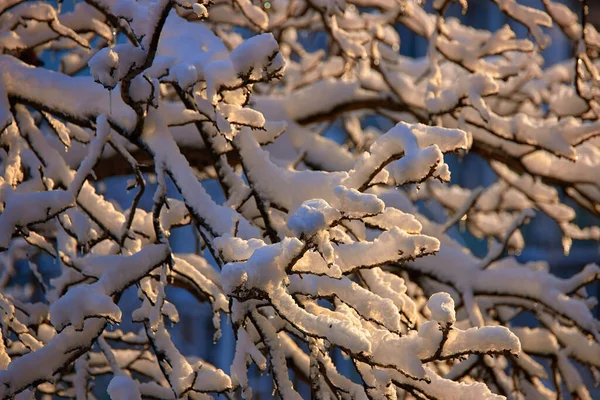 Baumzweige Schnee Vor Blauem Himmel Mit Geringer Schärfentiefe — Stockfoto