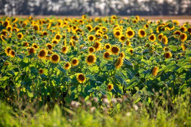Ayçiçeği tarlası, yaz otlarının ve çayırların arka planında güneşli bir yaz gününde.