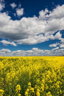Gökyüzüne karşı sarı bir alan, bulutlarla, sığ bir alan derinliğiyle