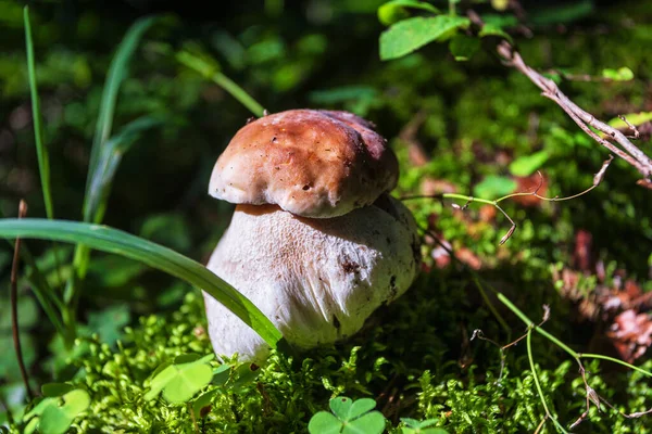 Hvit sopp som vokser tett oppe i skogen – stockfoto