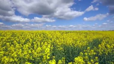 Güneşli bir günde hareket halindeki kolza tohumu tarlası, bulutlu mavi gökyüzü.