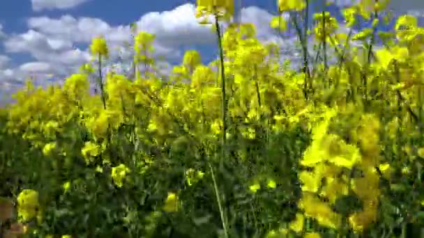 Campo agrícola de colza en movimiento en un día soleado, cielo azul con nubes — Vídeos de Stock
