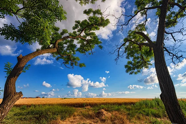 Paisagem de verão, duas árvores no fundo de um campo de trigo amarelo e um céu azul com nuvens brancas — Fotografia de Stock