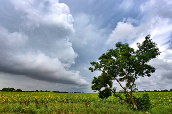 Osamělý strom na pozadí krásné bouřlivé oblohy po dešti — Stock fotografie