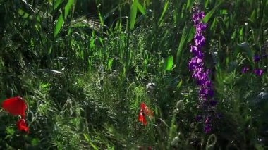 Yağmur üstüne yağmur damlaları, parlak güneş altında parlayan kır çiçekleri. Sığ alan derinliği