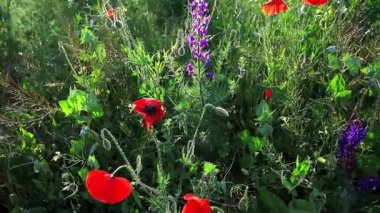 Yağmur üstüne yağmur damlaları, parlak güneş altında parlayan kır çiçekleri. Sığ alan derinliği