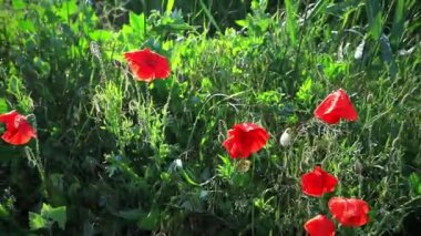 Yağmur üstüne yağmur damlaları, parlak güneş altında parlayan kır çiçekleri. Sığ alan derinliği