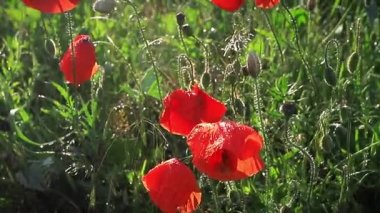 Yağmur üstüne yağmur damlaları, parlak güneş altında parlayan kır çiçekleri. Sığ alan derinliği