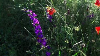Yağmur üstüne yağmur damlaları, parlak güneş altında parlayan kır çiçekleri. Sığ alan derinliği