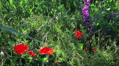 Yağmur üstüne yağmur damlaları, parlak güneş altında parlayan kır çiçekleri. Sığ alan derinliği