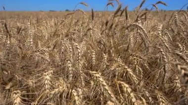 Güneşli bir günde hafif rüzgarda buğday kulaklarını kapat. Yaz günü mavi gökyüzü üzerinde altın buğday tarlası.