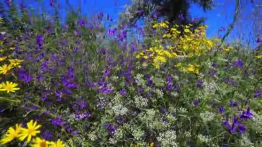 Mavi Gök 'lü Yaban Çiçeği Çayırı. Gökyüzüne karşı güneşli bir günde çiçekler, Güzel bir çiçek manzarası.