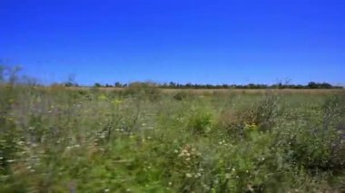 Çayır. Mavi gökyüzünün arka planında kır çiçekleri ve otlar sürüş arabasının hareket halindeyken çekiliyor.