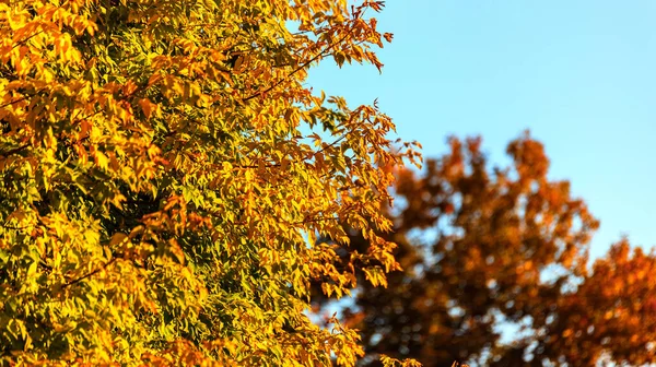 Bakgrund av höstlöv på trädgrenar, på en varm höst solig dag, med en grund skärpedjup och vackra bokeh — Stockfoto