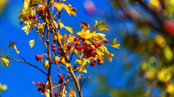 Bakgrund av höstlöv på trädgrenar, på en varm höst solig dag, med en grund skärpedjup och vackra bokeh — Stockfoto