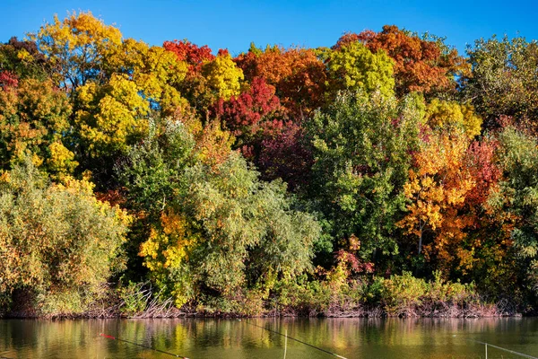 Осенний берег реки с оранжевыми листьями бука. Свежие зеленые листья на ветвях над водой отражают. Дождливый вечер у ручья . — стоковое фото