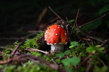 Amanita zehirli mantar yan görüntüsü yakın plan. Sığ alan derinliği