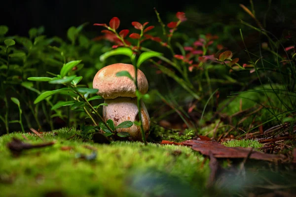 Boletus edulis ,porcini mushroom, in the forest on moss among blueberry leaves and grass, shallow depth of field — Stock Photo, Image
