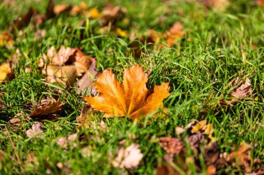 Sarı akçaağaç yaprakları yeşil çimlerde