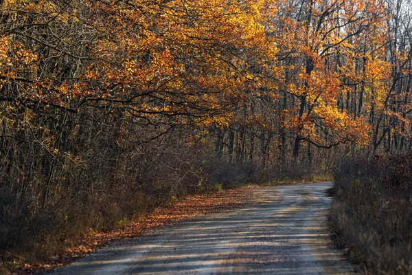 Empty Autumn Road Forest — Stock Photo, Image