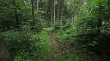 Yağmurdan sonra Orman yolundaki