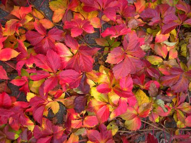 Farklı renklerde canlı yaprakların güzel, parlak sonbahar deseni