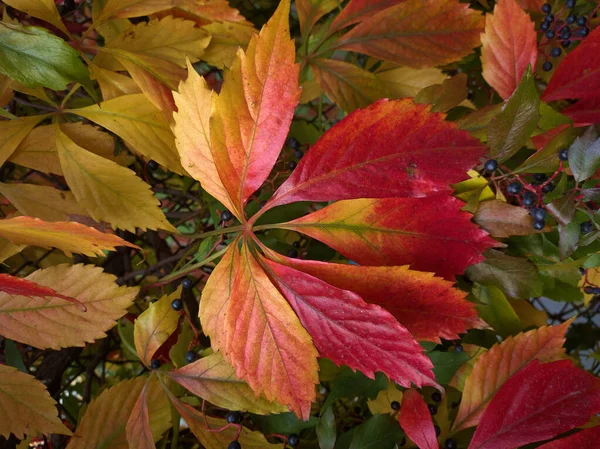 Beautiful bright autumn pattern of living leaves of different colors — Stock Photo, Image