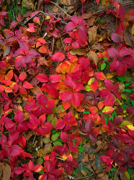 Farklı renklerde canlı yaprakların güzel, parlak sonbahar deseni — Stok fotoğraf