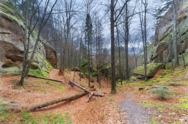 Taş kayalar ile sonbahar kayın ormanı