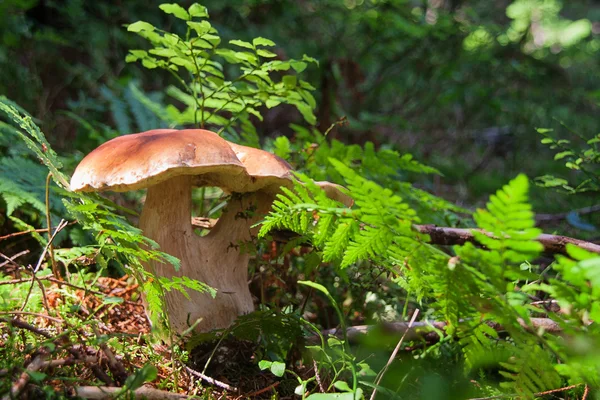 Sopp eller steinsopp i skogen – stockfoto