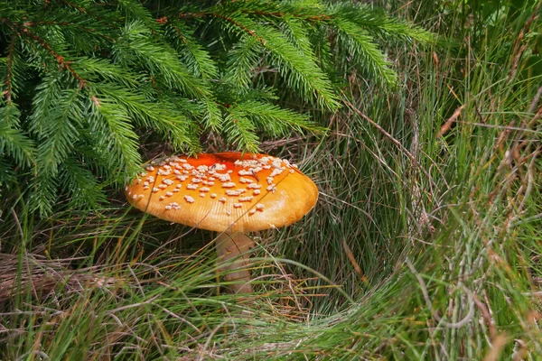 Mosca Amanita cogumelo ou Amanita Muscaria — Fotografia de Stock