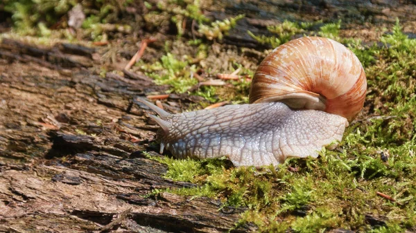 Caracol de jardim (Helix aspersa ) — Fotografia de Stock