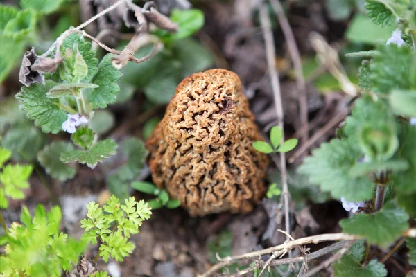 Cogumelo Morel com profundidade superficial de campo — Fotografia de Stock