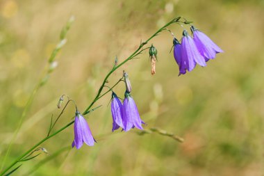 Çan çiçeği (bellflower) vahşi