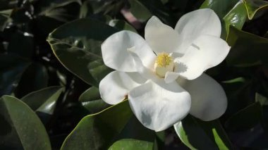 Güzel açan güney manolyası çiçeği.