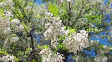 Mavi gökyüzüne karşı açmakta olan beyaz akasya çiçekleri.