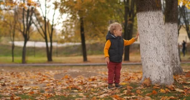 어린 아이는 가을 공원에서 자연을 탐험하고 있습니다. 나무에 손을 대고 나무줄기를 보고 있고, 가을에는 주말에 산책을 합니다. — 비디오