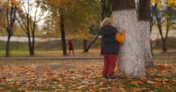 Μικρό αγόρι περπατά στο πάρκο την ημέρα του φθινοπώρου, στέκεται κοντά στο παλιό δέντρο, γραφική φύση με ξηρό και κιτρινισμένο γρασίδι και φύλλωμα — Αρχείο Βίντεο