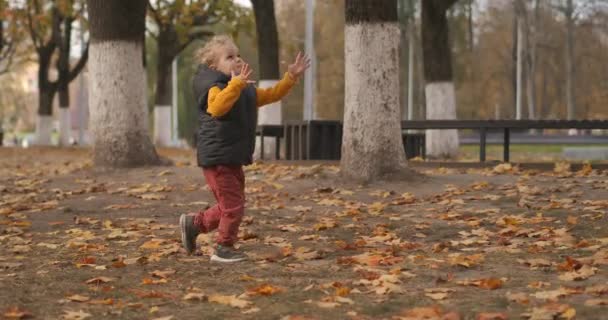 面白い小さな男の子が秋の日に公園エリアで走っていて週末に散歩したり家族の残りの部分で楽しんでいます — ストック動画