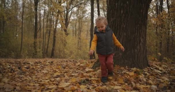 Fim de semana na floresta no dia de outono, o menino está andando sobre folhas secas no chão, apreciando e explorando a natureza — Vídeo de Stock