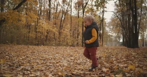 小さな子供は秋の日に森の中を歩いています地面に葉のクランチを楽しんで楽しい幸せな子供を持っています — ストック動画