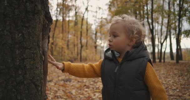 Küçük çocuk sonbahar ormanlarında hafta sonu yürüyüşü sırasında doğayı keşfediyor, ağaç kabuğuna dokunuyor, meraklı çocuğun portresi çekiliyor. — Stok video