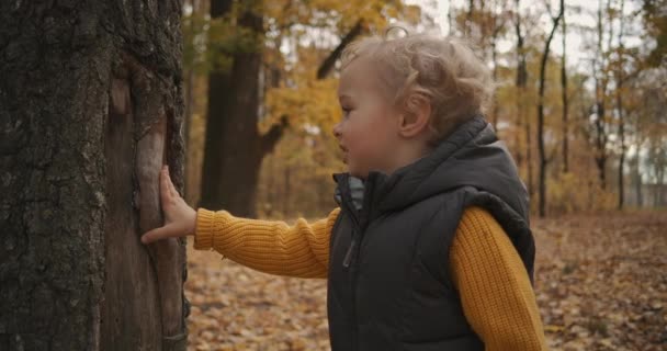 Curious child boy is viewing trees bark in forest at autumn, exploring nature at weekend family trip — Stock Video