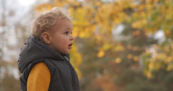 Charmant petit enfant dans la forêt d'automne, portrait contre le feuillage jaune vif des arbres, marche à la nature — Video