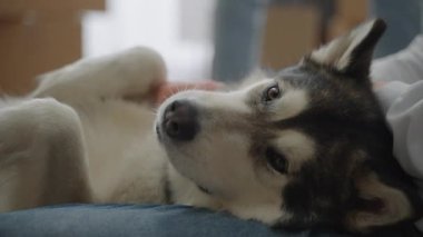 Yakın plan çekim. Yeni bir dairede bir adamın eli bir köpeğin vücudunu tırmalıyor..