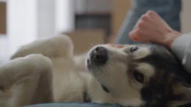 Yakın plan çekim. Erkeğin eli, köpeğin uzun saçlarını okşar..