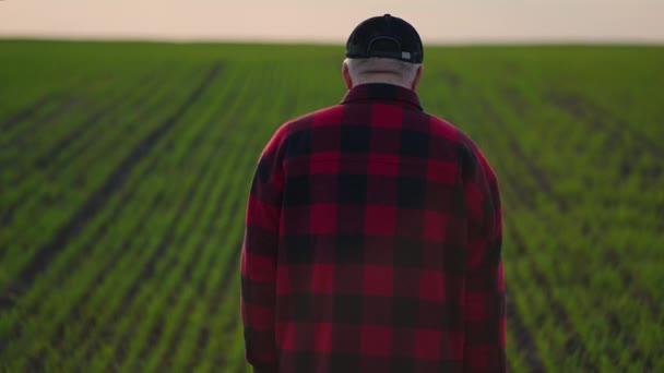 Senor un agricoltore maschio va al campo durante una siccità che ispeziona i campi. Contadino asciugare il sudore dalla fronte mentre cammina sul campo al tramonto. Seguire a piedi contadini maschili in stivali a piedi — Video Stock